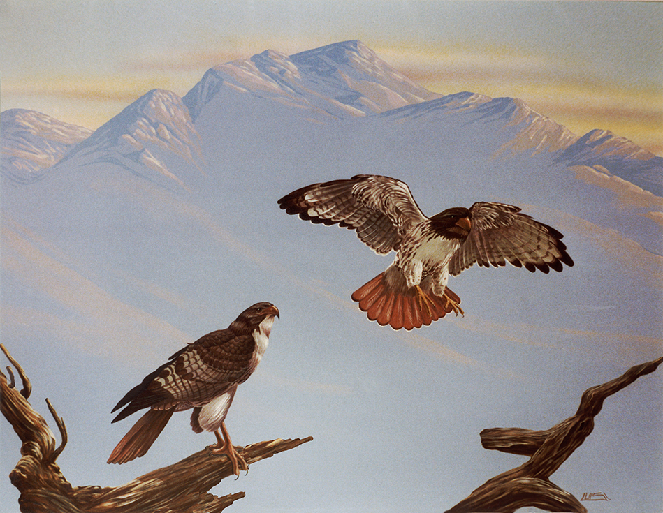 Life-sized Red-tailed Hawks. 